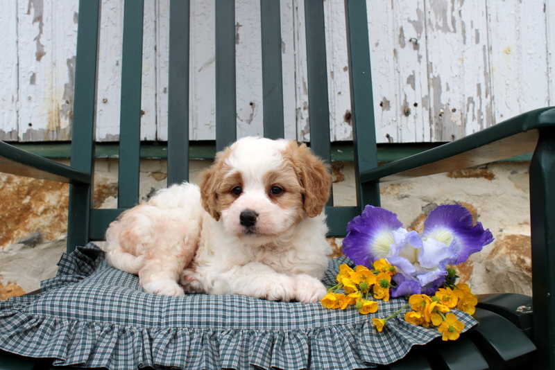puppy, for, sale, Bernedoodle F2, Matthew B. Stoltzfus, dog, breeder, Gap, PA, dog-breeder, puppy-for-sale, forsale, nearby, find, puppyfind, locator, puppylocator, aca